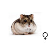 Russische hamster wildkleur vrouw