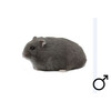Russische hamster blauw man