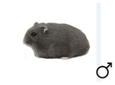Russische hamster blauw man