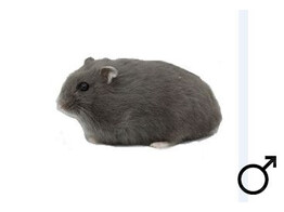 Russische hamster blauw man