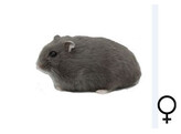 Russische hamster blauw vrouw