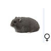 Russische hamster blauw vrouw