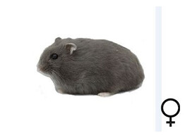 Russische hamster blauw vrouw