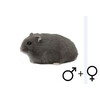 Russische hamster blauw beide geslachten