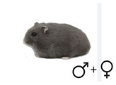 Russische hamster blauw beide geslachten