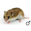 Chinese hamster man