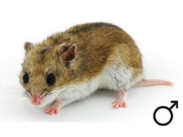 Chinese hamster man