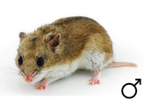 Chinese hamster man