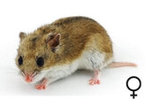 Chinese hamster vrouw