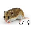 Chinese hamster beide geslachten