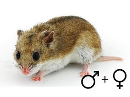 Chinese hamster beide geslachten