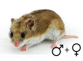 Chinese hamster beide geslachten