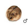 Campbelli hamster man