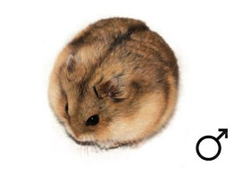 Campbelli hamster man