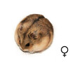 Campbelli hamster vrouw