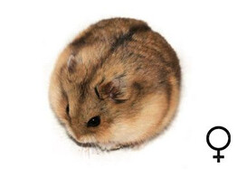 Campbelli hamster vrouw