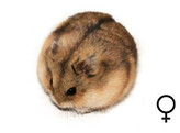 Campbelli hamster vrouw