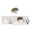 Roborovski hamster mix vrouw