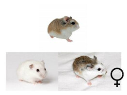 Roborovski hamster mix vrouw