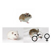 Roborovski hamster mix beide geslachten