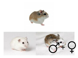 Roborovski hamster mix beide geslachten