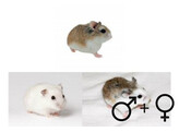Roborovski hamster mix beide geslachten