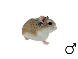 Roborovski hamster wildkleur man
