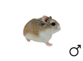 Roborovski hamster wildkleur man