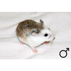 Hamster roborovski colore male