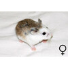 Roborovski hamster gekleurd vrouw