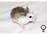 Roborovski hamster gekleurd vrouw
