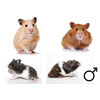Hamster dore mix male