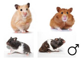 Hamster dore mix male