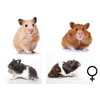 Goudhamster mix vrouw