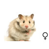 Goudhamster gekleurd vrouw