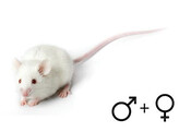 Voedermuis ongesext