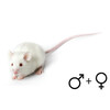 Voedermuis ongesext