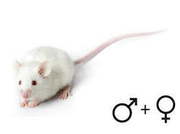 Voedermuis ongesext