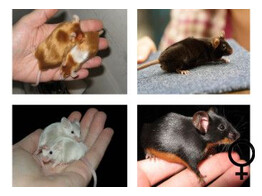 Kleurmuis special mix vrouw