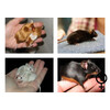 Kleurmuis special mix vrouw