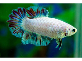 BETTA SPLENDENS HALF MOON COLOR MIX 2 5-3