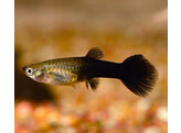 Poecilia reticulata Guppy Female Black L