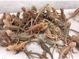Pogona vitticeps Bearded Dragon Classic Nakweek / Elevage S