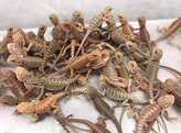Pogona vitticeps Bearded Dragon Classic Nakweek / Elevage S