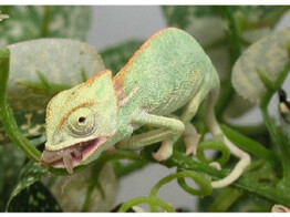 Chamaeleo calyptratus Blue Nakweek / Elevage S