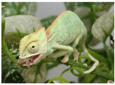 Chamaeleo calyptratus Blue Nakweek / Elevage S
