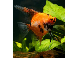 Pterophyllum scalare Full Orange Koi XL