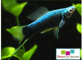 Xiphophorus helleri  xipho black  L