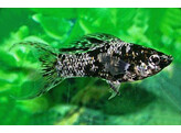 Poecilia sphenops  molly marble  L