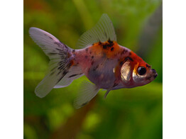 Carassius auratus fantail calico 6-7 AA-Grade